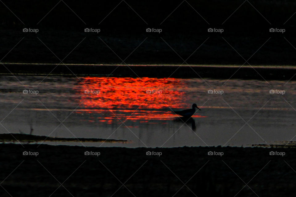 shadow of a bird in bg of sun set