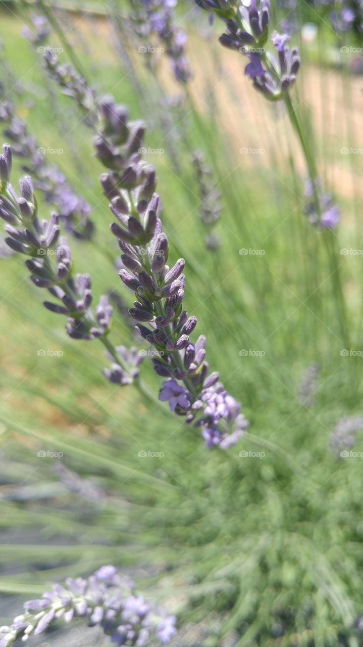 close-up of lavender