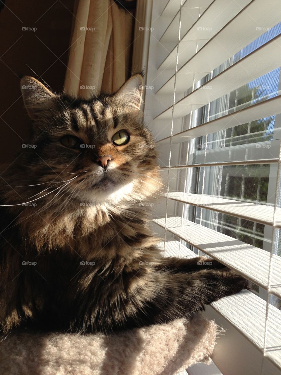 Cat in front of window