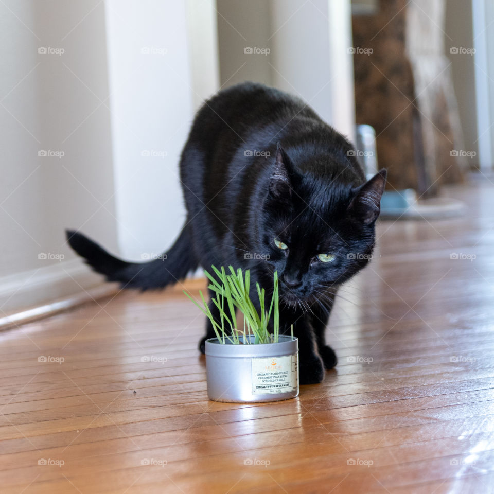 Cat Eating Car Grass