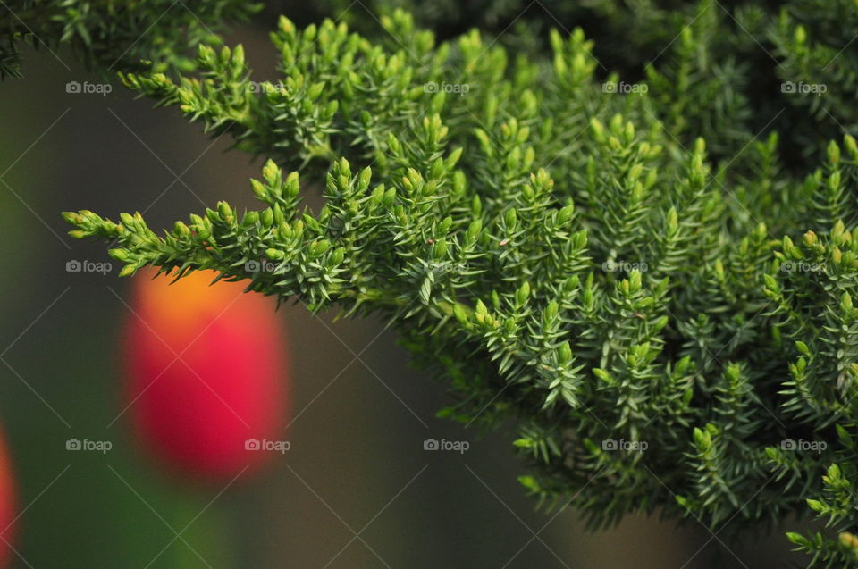 closeup on a green juniper branch and one red orange tulip blurred in the background