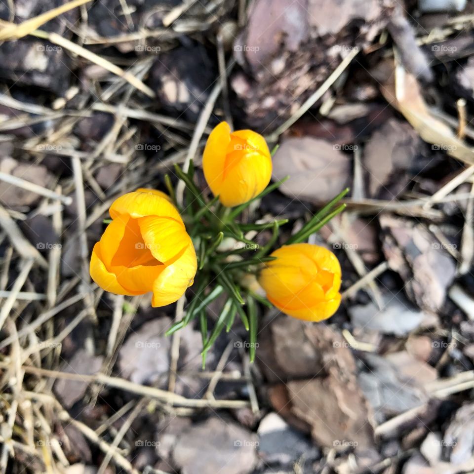 Let spring begin 🌼