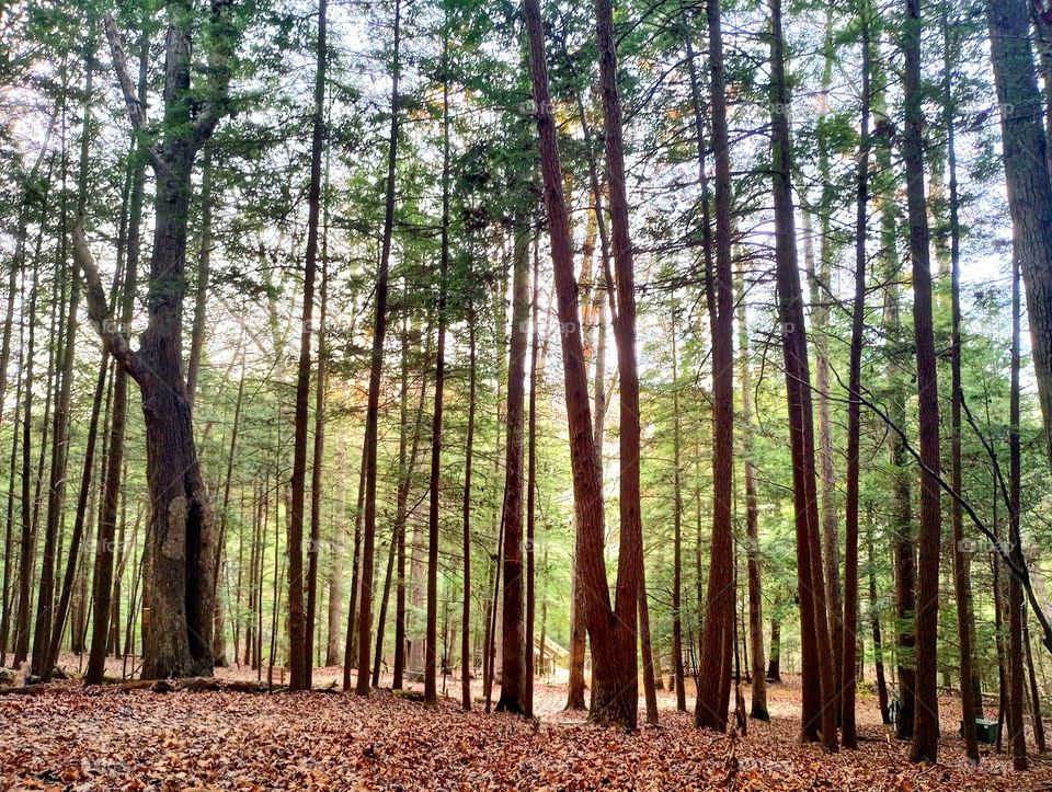 A beautiful afternoon hiking through the wooded trails at Hocking Hills in Ohio.