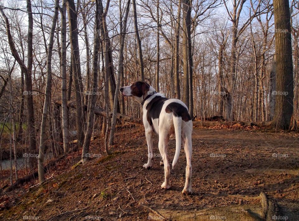 Walker Coonhound 