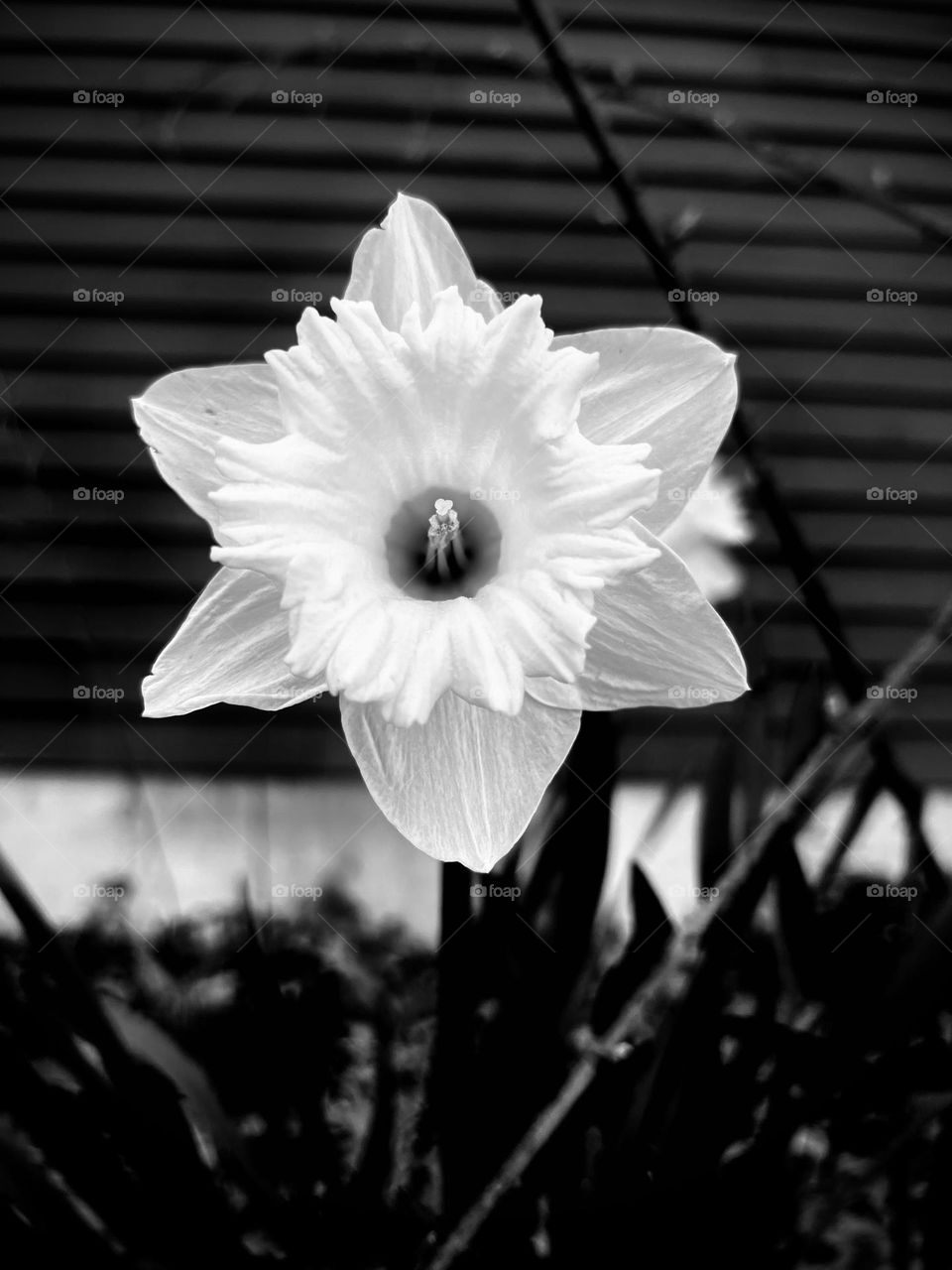 A monochromatic daffodil in a Maine garden during Spring.
