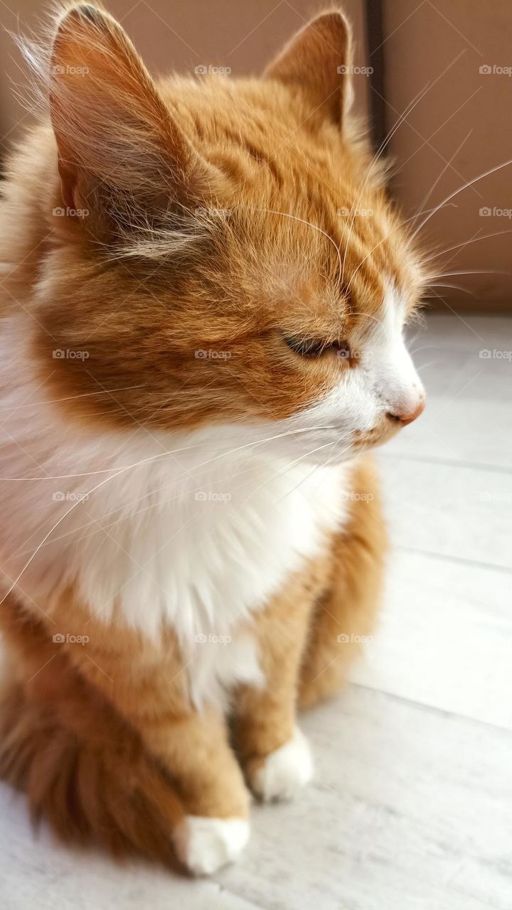 cat beautiful portrait close up, mobile photography