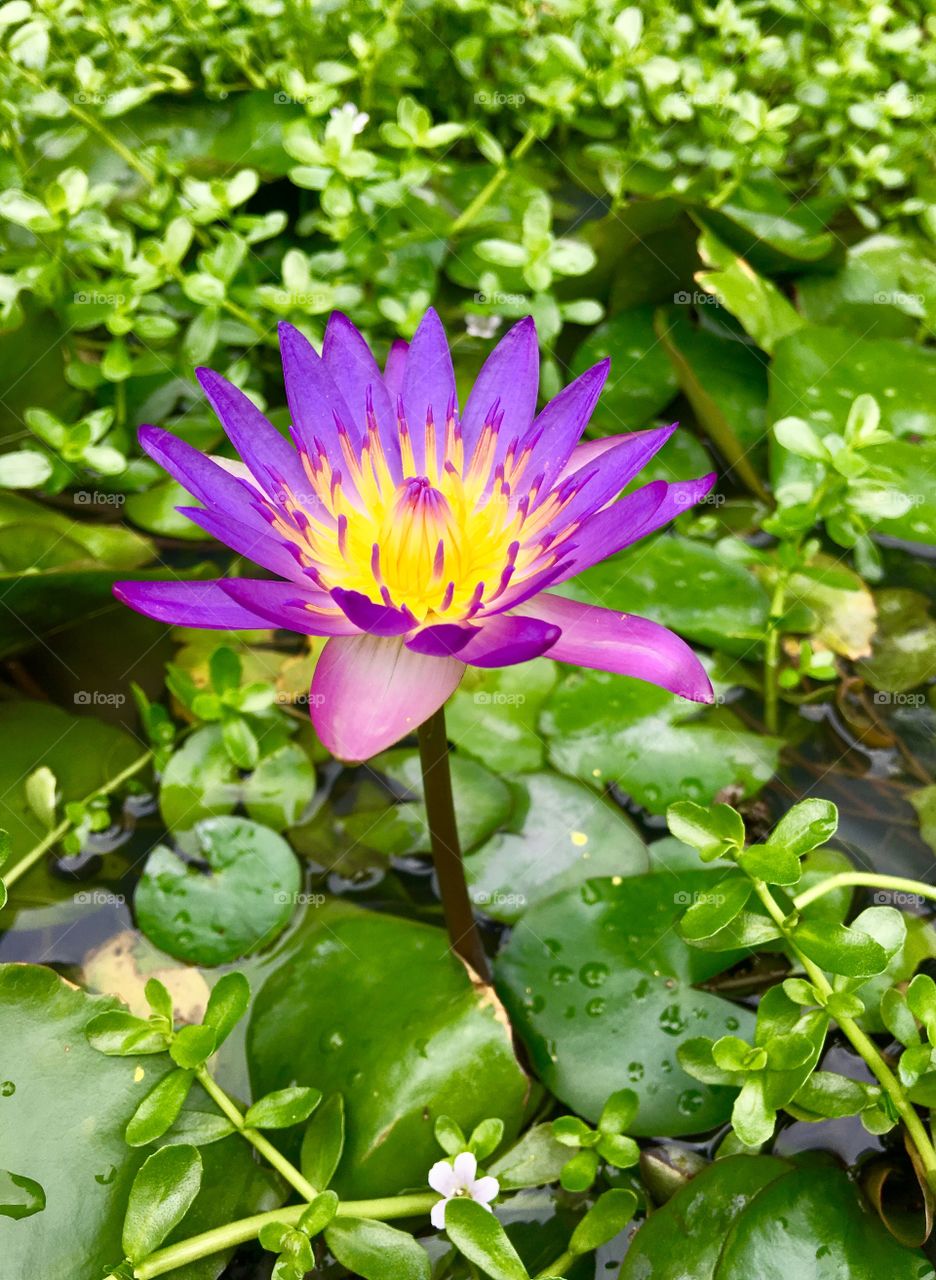 Purple lotus 
