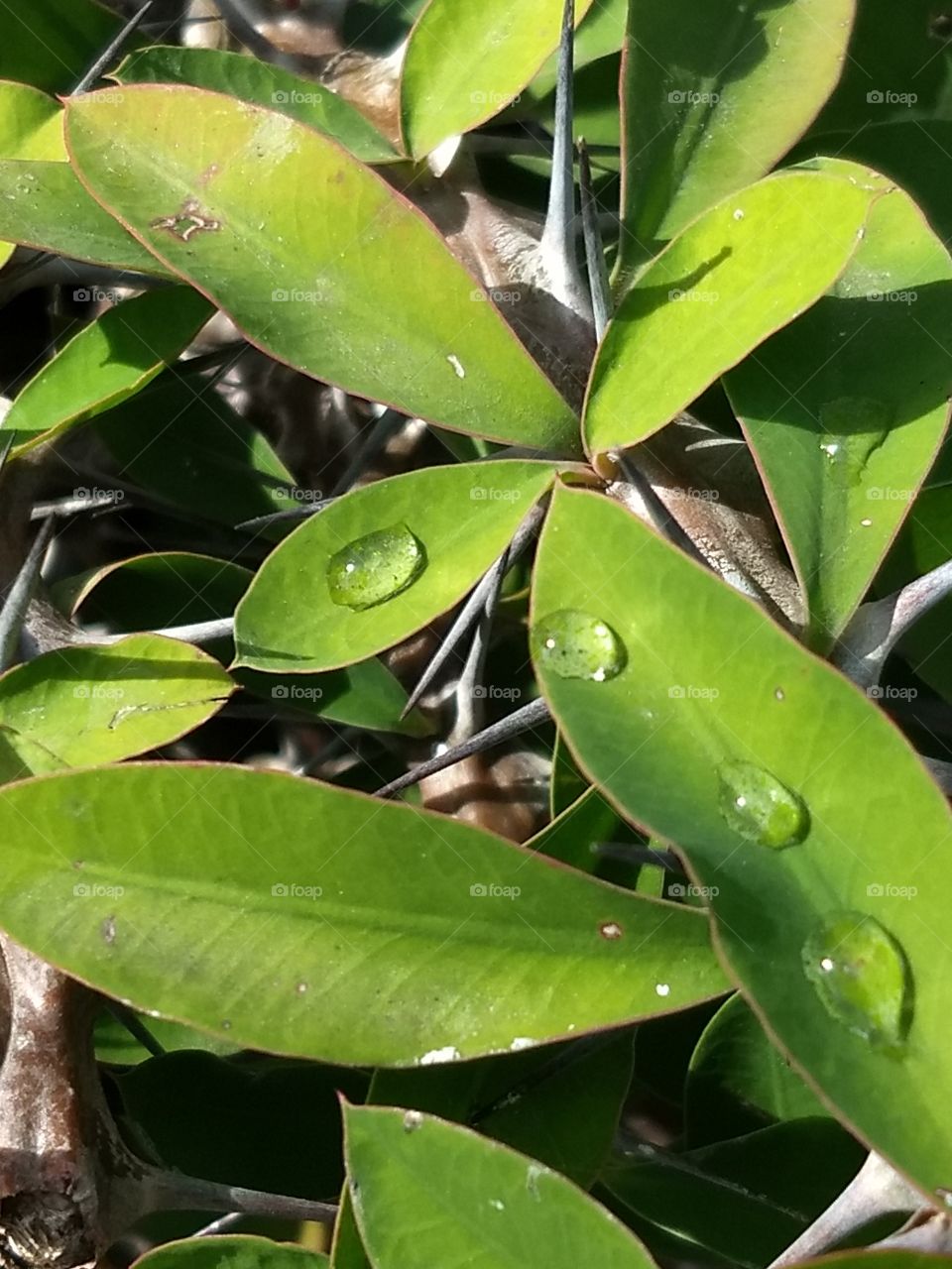 leaves with water drops