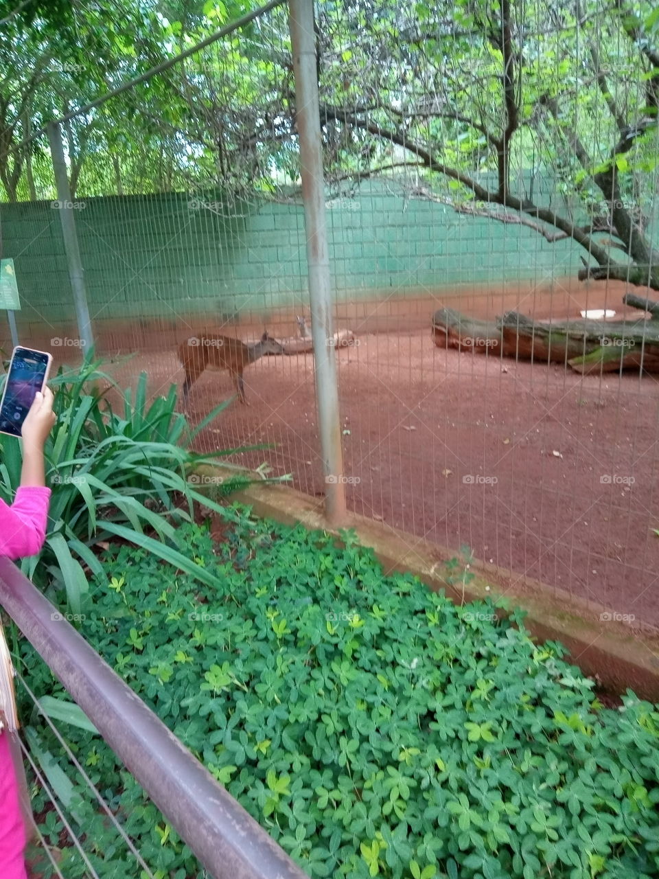 Celular , plantas e animal!