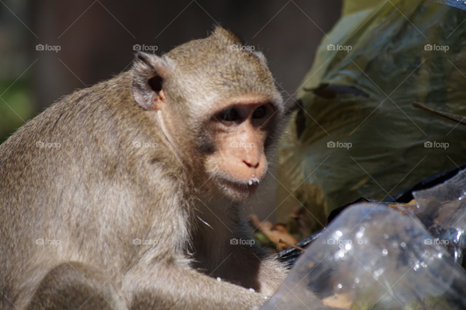 monkey close up