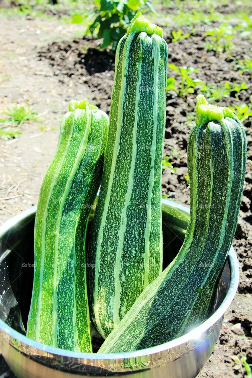 zucchini6009