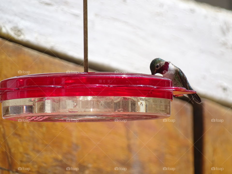 Hummingbird. Hummingbird feeder
