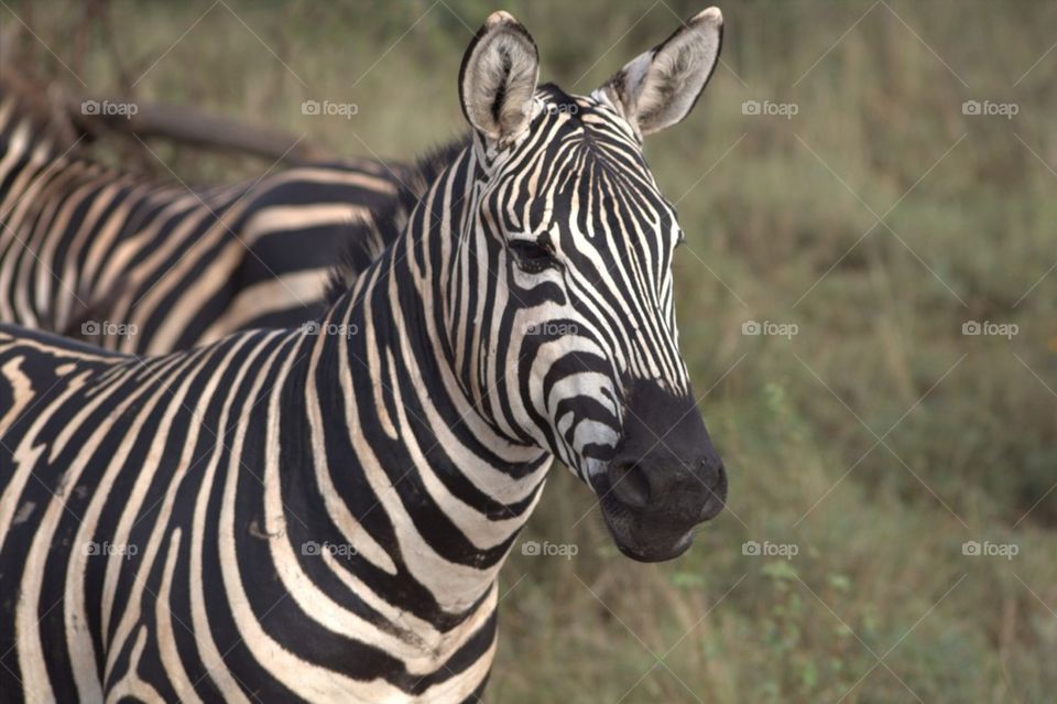 animal mammals wildlife africa by toll