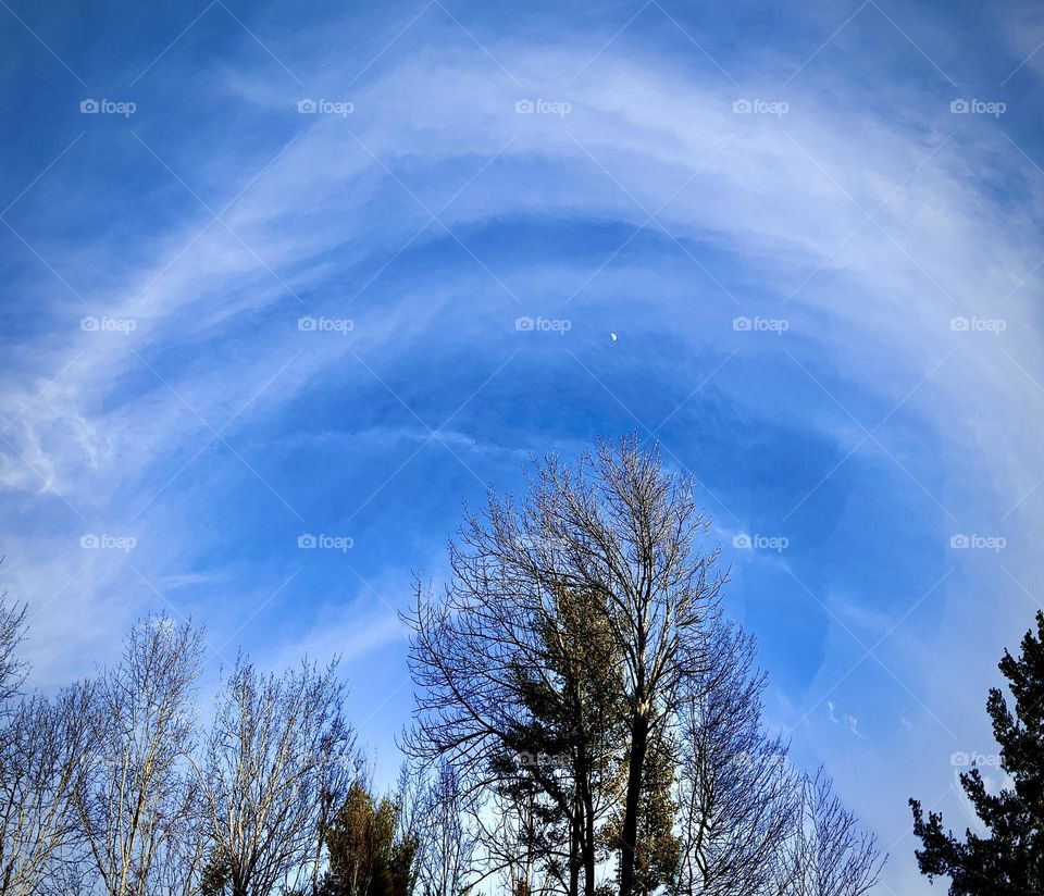 When the sky looks like a painting… A half moon in the distant cloudy sky, with sunlit trees casting shadow in the foreground.