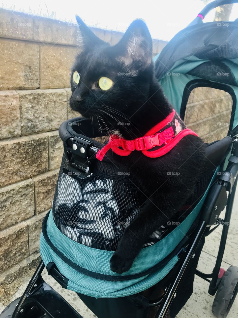 Sweet kitty cat sitting in stroller enjoying the afternoon sunshine warmth! 