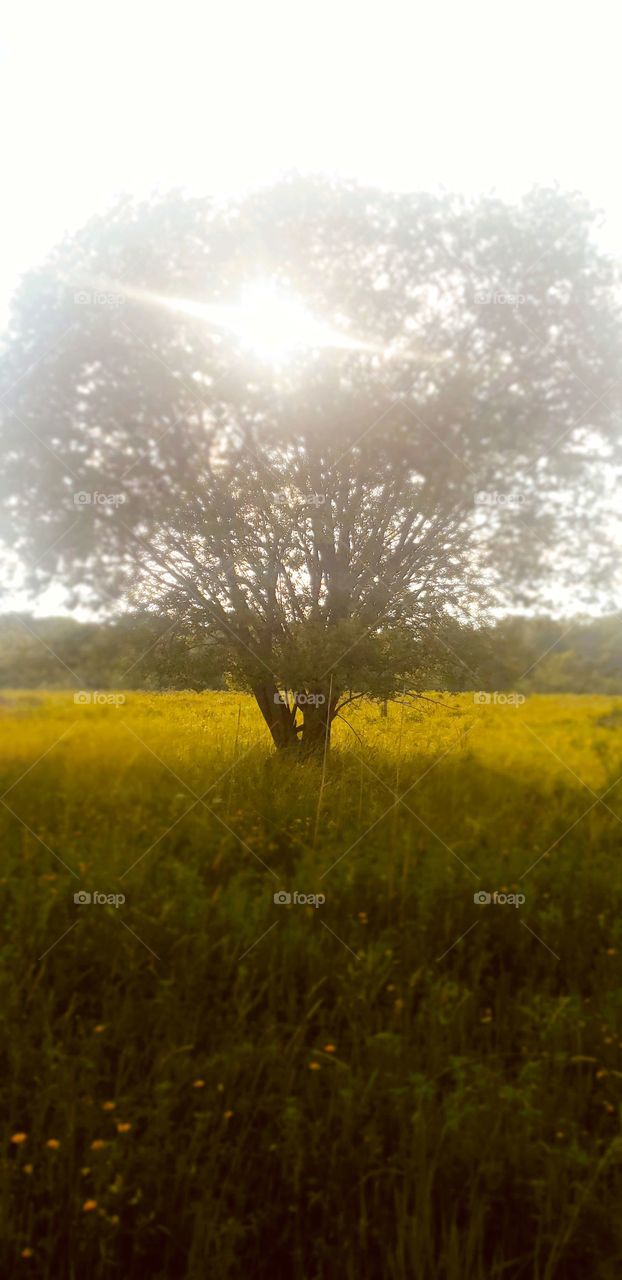 tree in the countryside