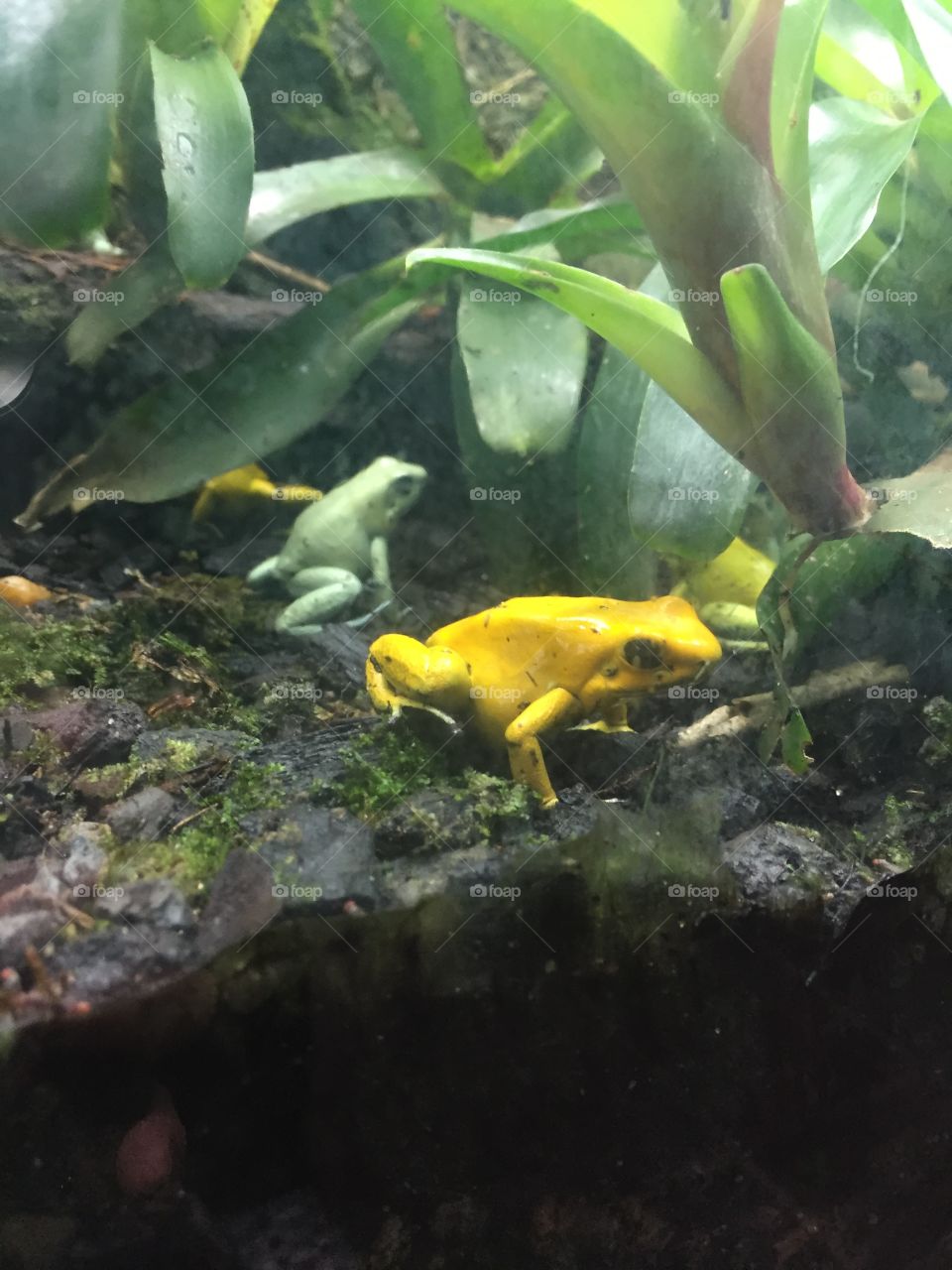 cute, highly dangerous little froggies. 