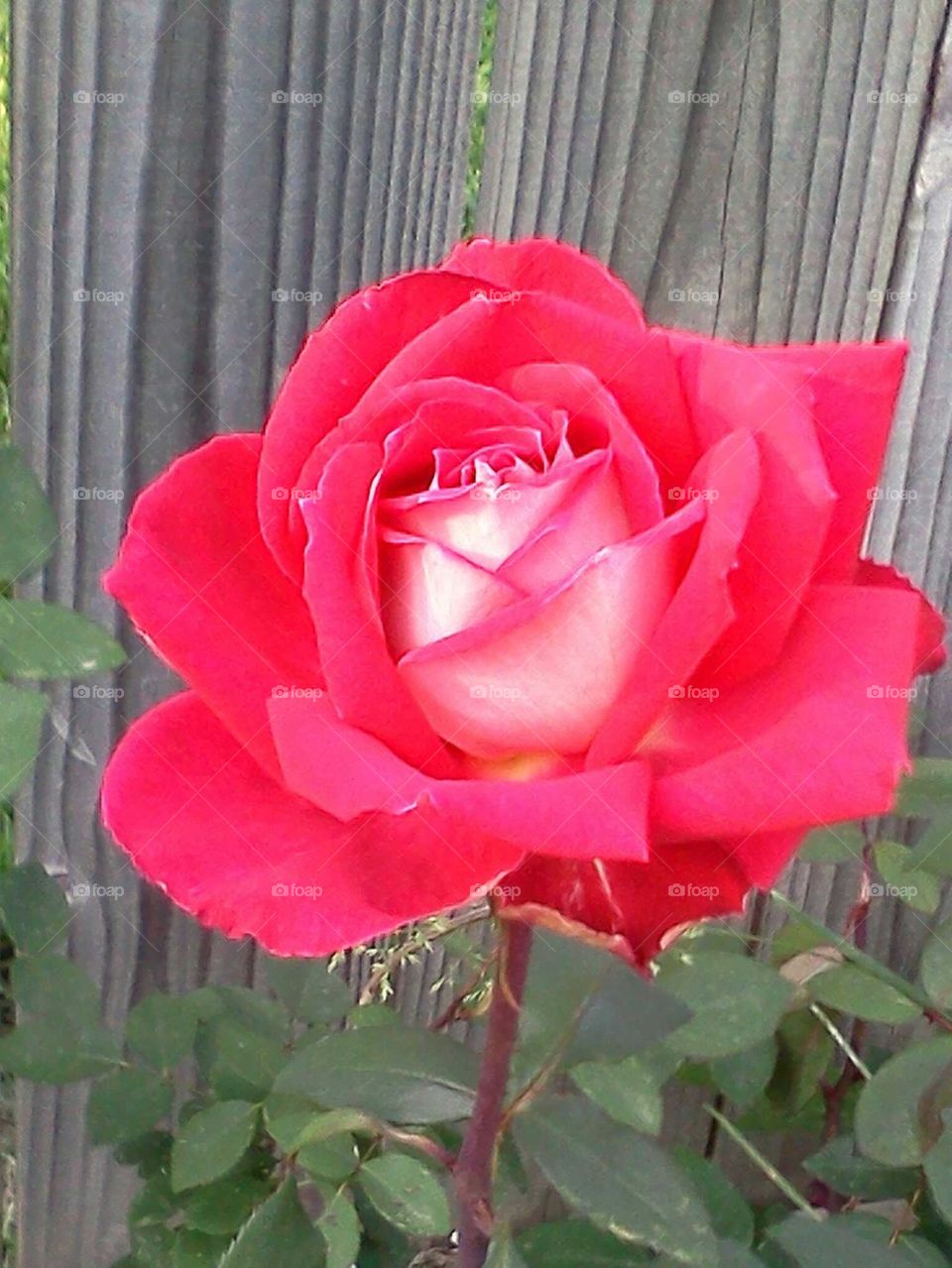 rose looking good 