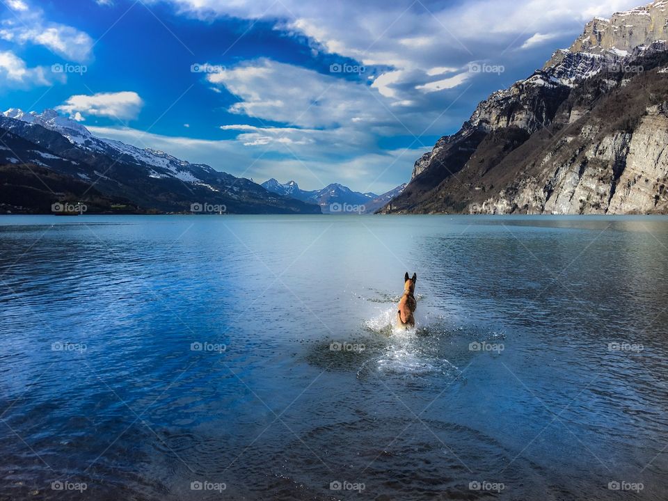 dog in mountain lake. 