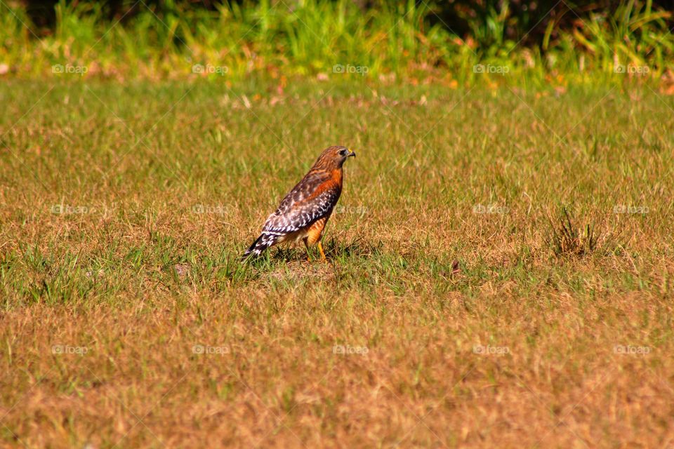 Red Tail Hawk