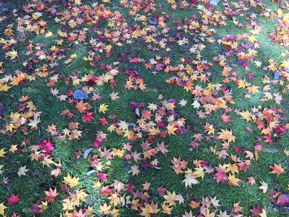 fall leaves. The carpet of fall leaves from fall leaves Festival.
I took colorful beauty in the photograph.