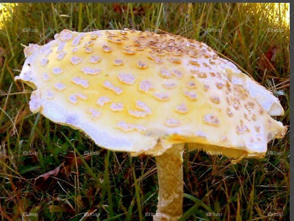 A beautiful mushroom which is a part of nature's gift.