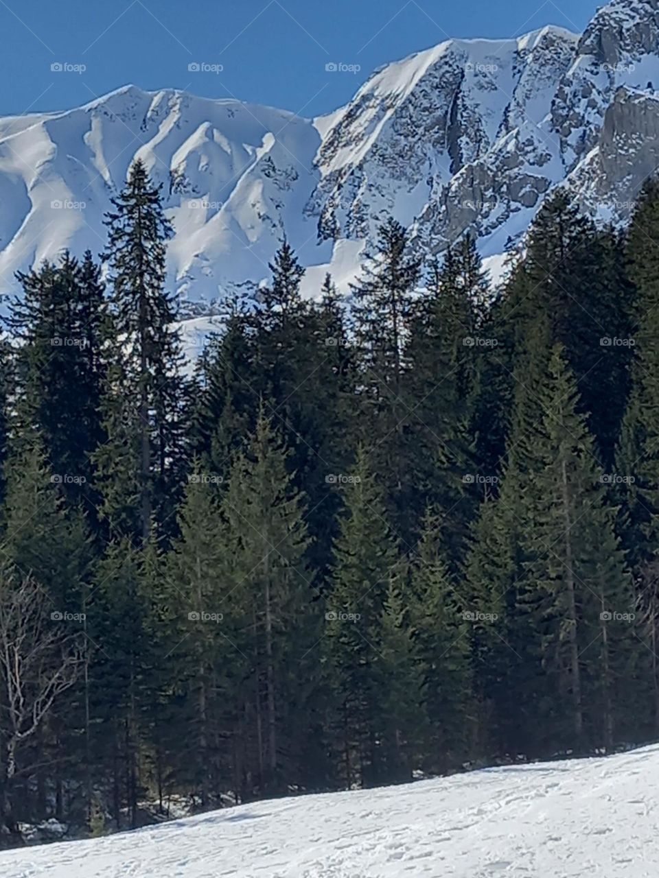 Snow-capped Mountains and Fir Trees