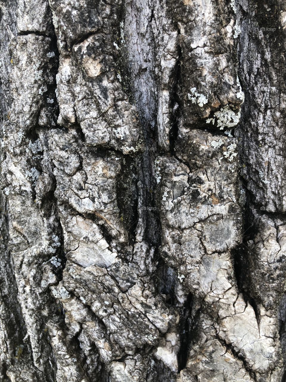 Weathered old oak tree bark