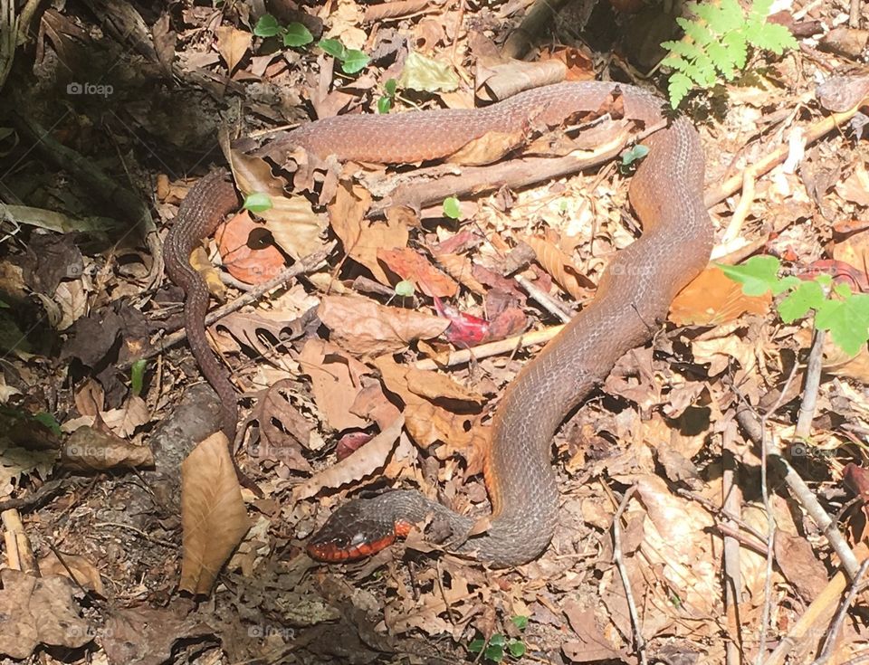 Red belly water snake