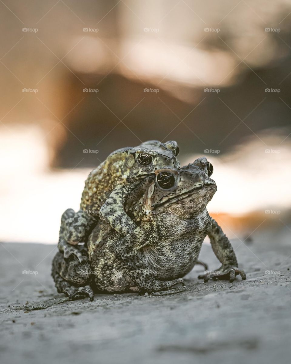 frog