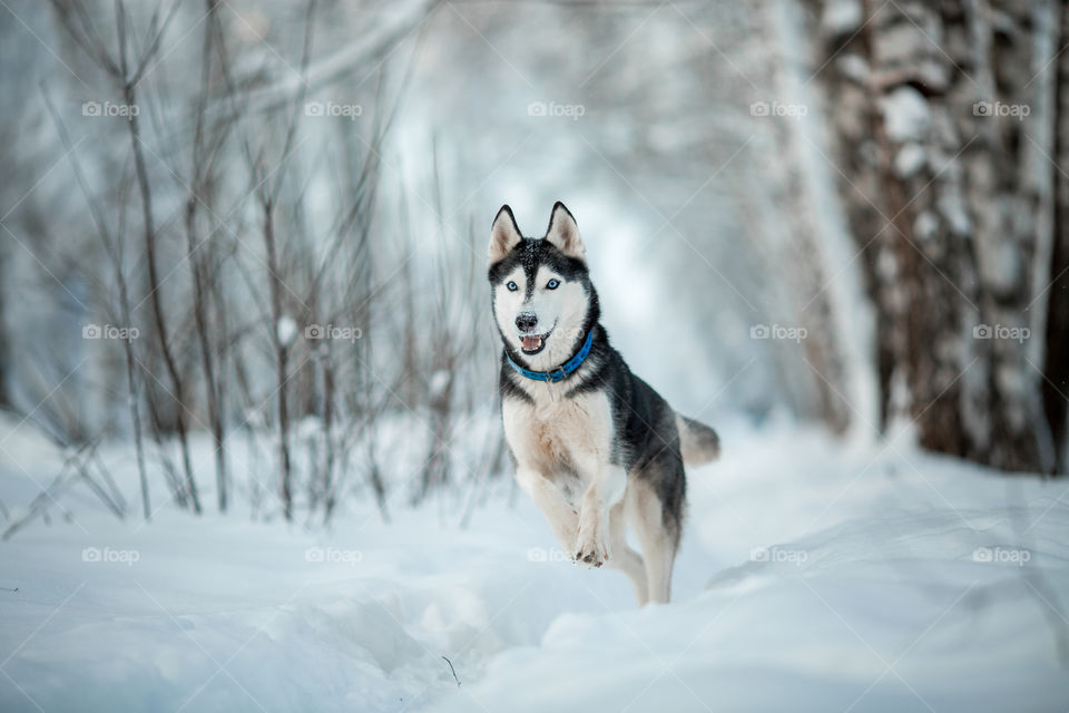 Walking with husky in winter park