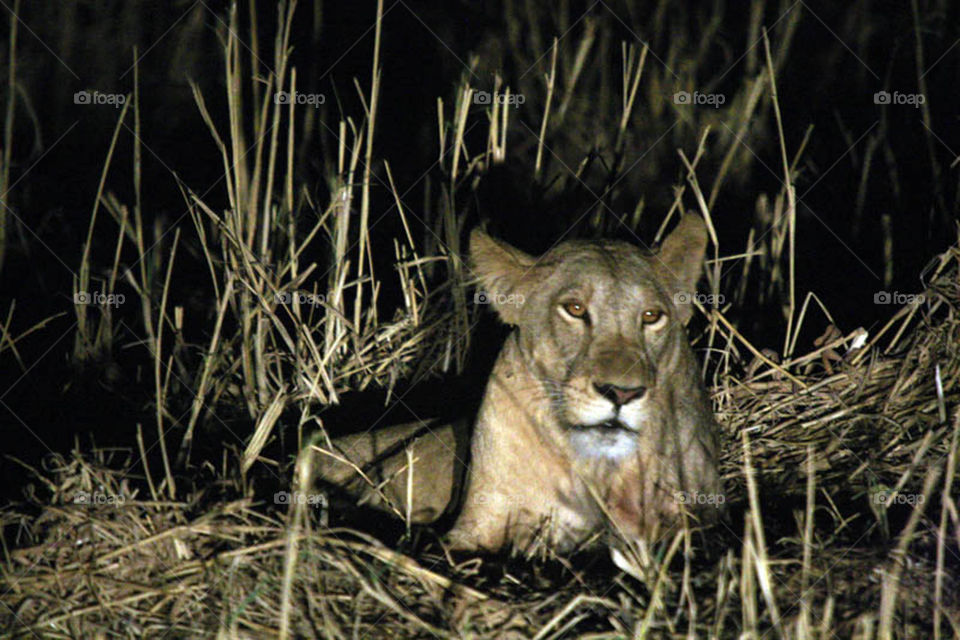 My first experience in filming wildlife in Dandar Nature Reserve in Sudan