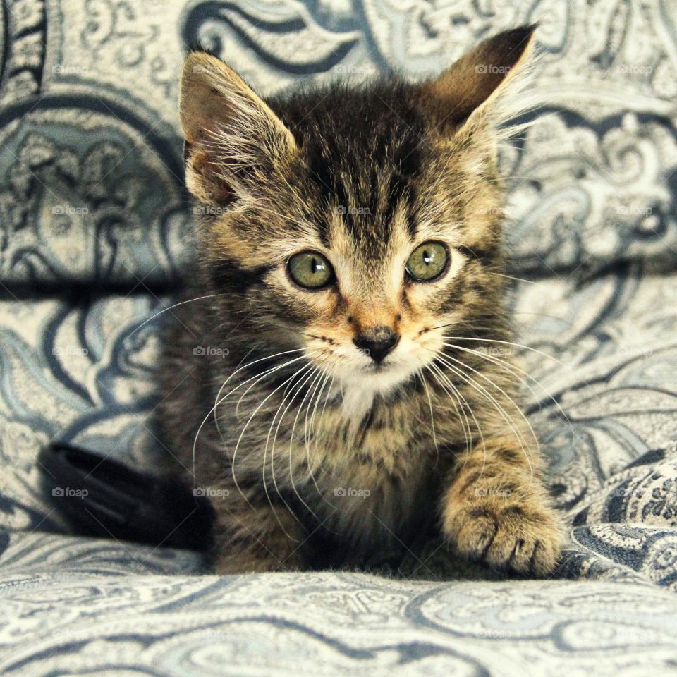 Adorable Tiny Kitten on Pillows