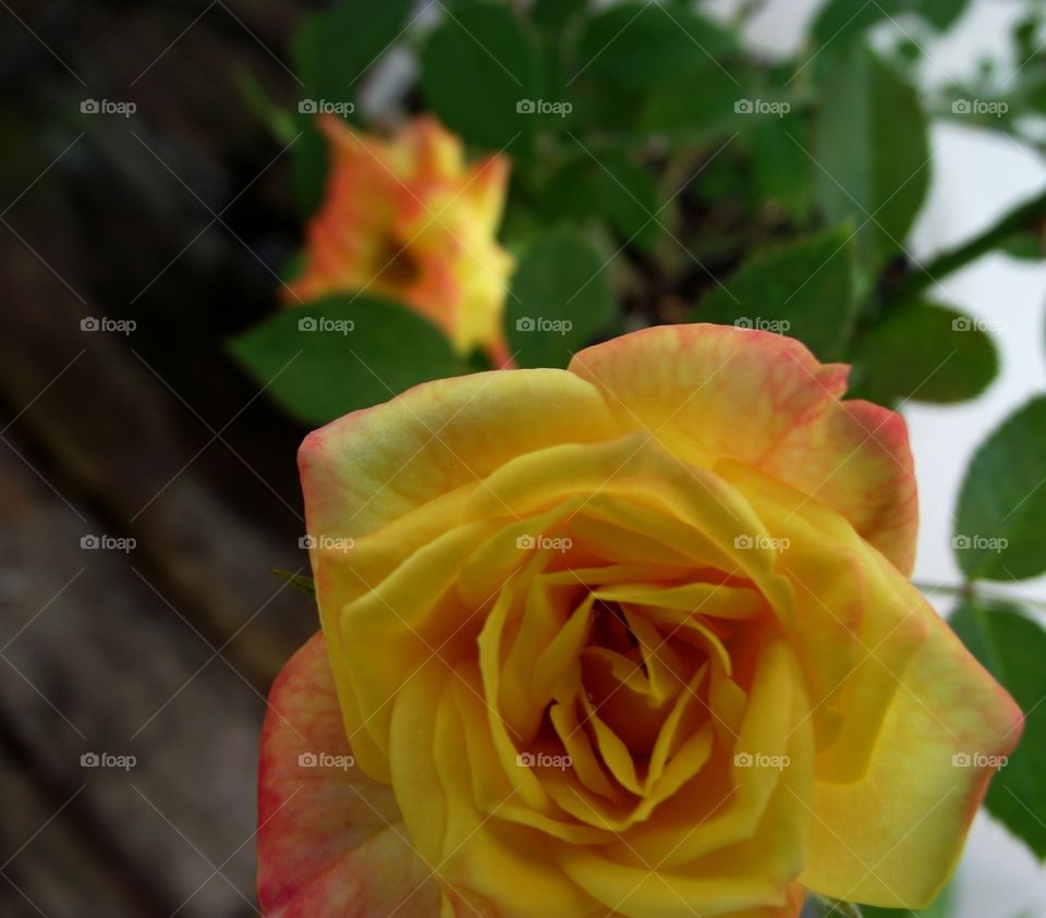 Orange rose