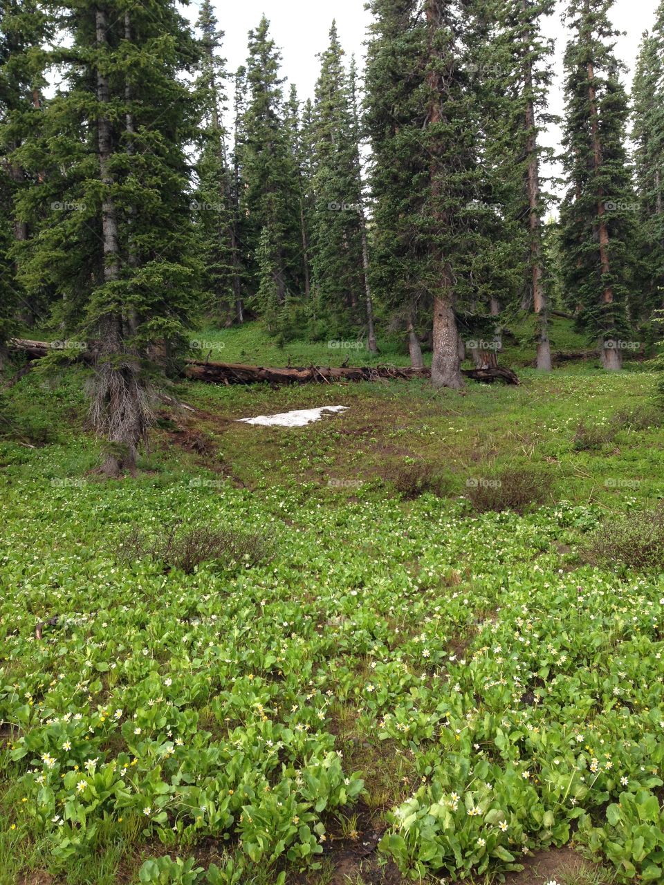 Snow in spring forest