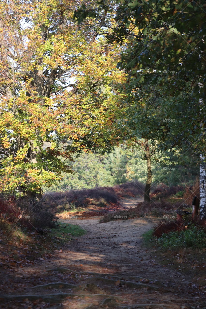 Forest Veluwezoom