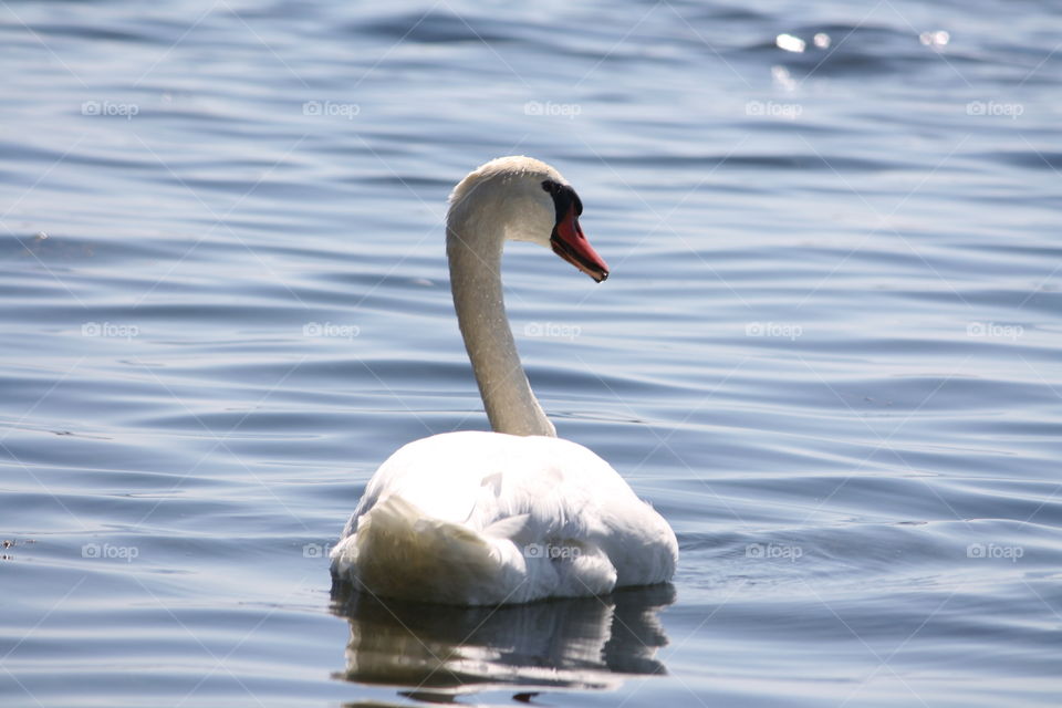 Swan