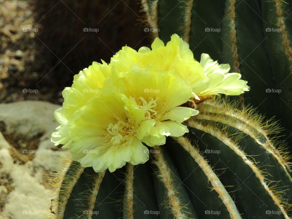 Flowering cactus