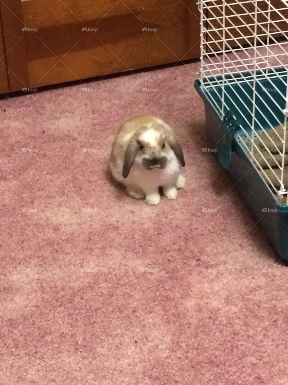 cute bunny sitting by cage