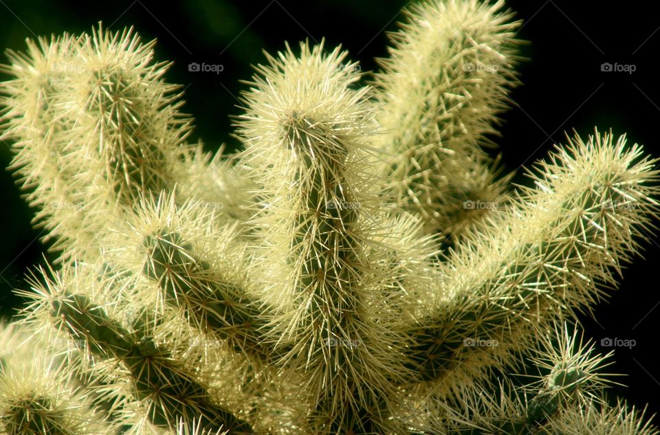 Needles of a Cholla Cactus