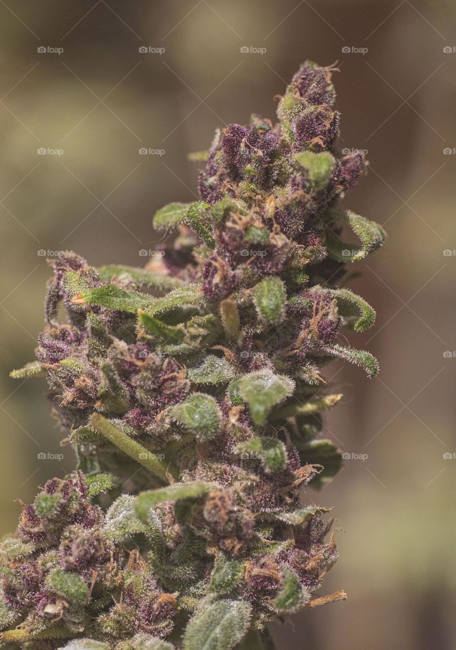 Critical Purple 1