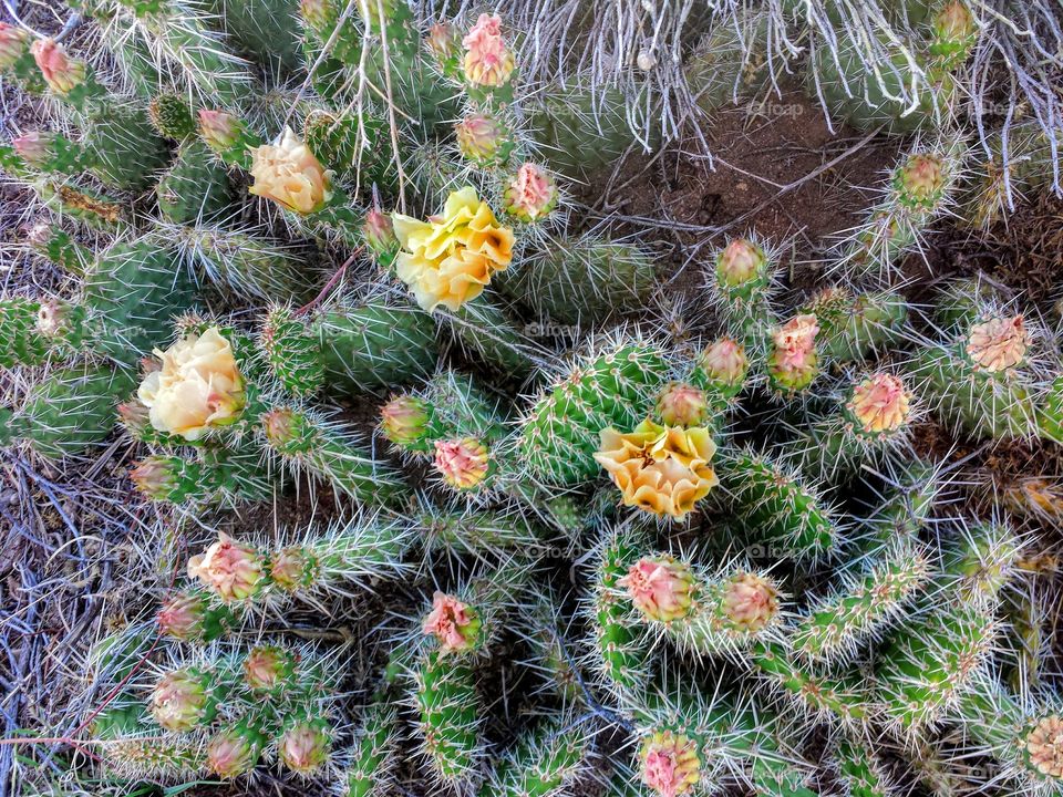 cactus bed