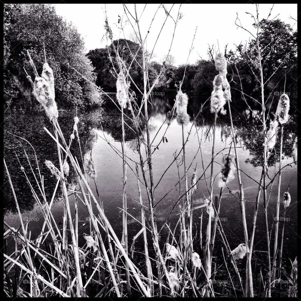 Reeds