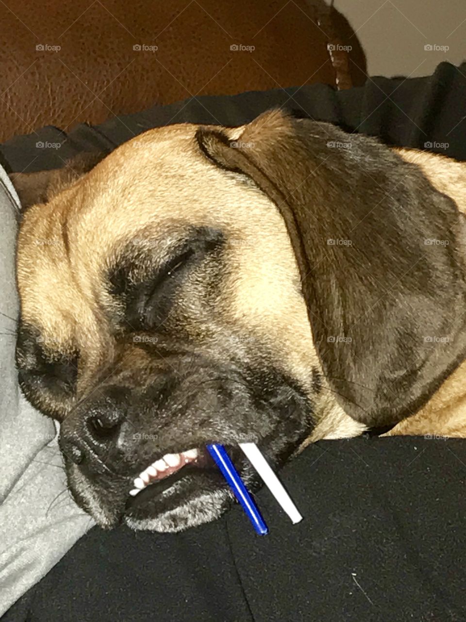 Funny puggle