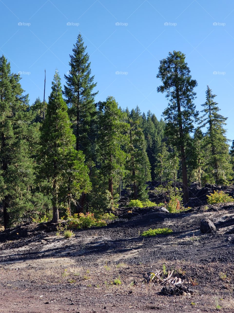 Hardened lava rock covers the forest floor among the fir trees and bushes on a sunny summer morning in Western Oregon. 