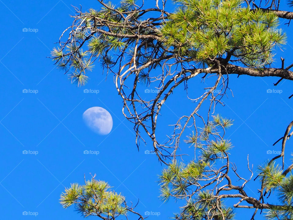 Moon in the early evening with pine tree