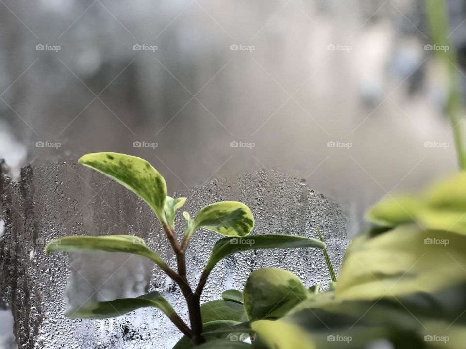 Peperomia in winter. The green story of growth and germination. Life is a constant struggle.