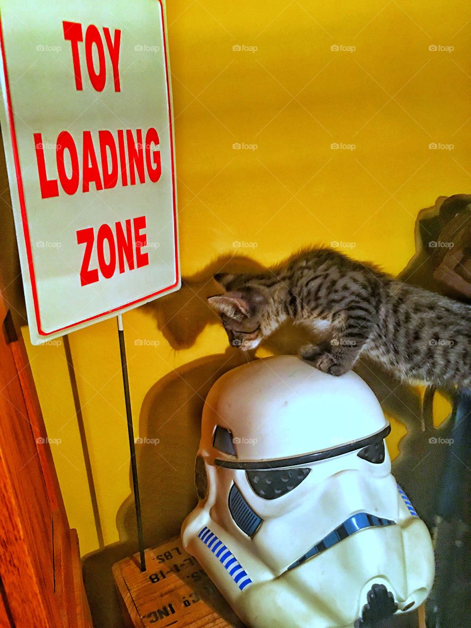 Star Wars kitten