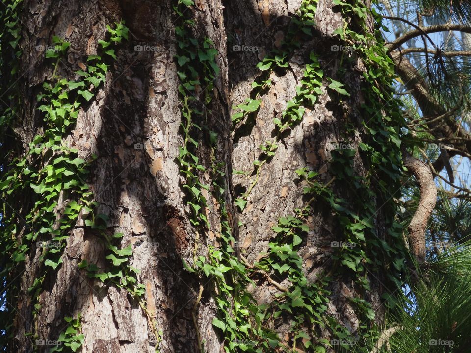 Shadows patterning a tree.