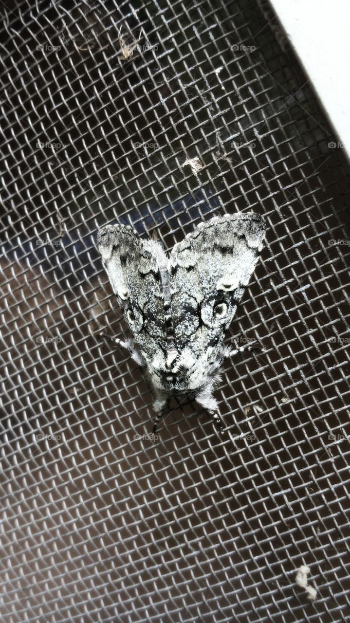 Moth. With a face